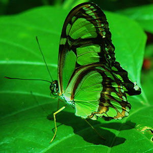 Green butterfly on green leaf | Charissa Weber, Project Manager Outside Productions, Inc.