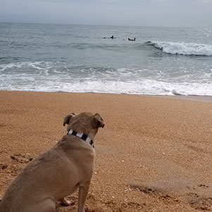 Dog on beach | Charissa Weber, Project Manager Outside Productions, Inc.