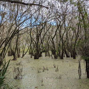 swamp area