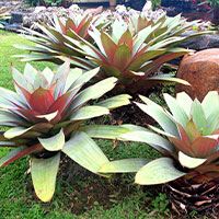 Imperials Bromeliad | Outside Productions International