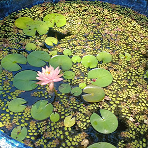 Lily pad pond | Yenisey Yglesias, Design Technician, Outside Productions, Inc.
